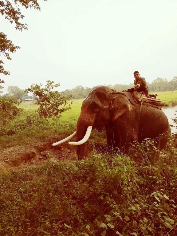 Unique Wild Resort Sauraha Esterno foto