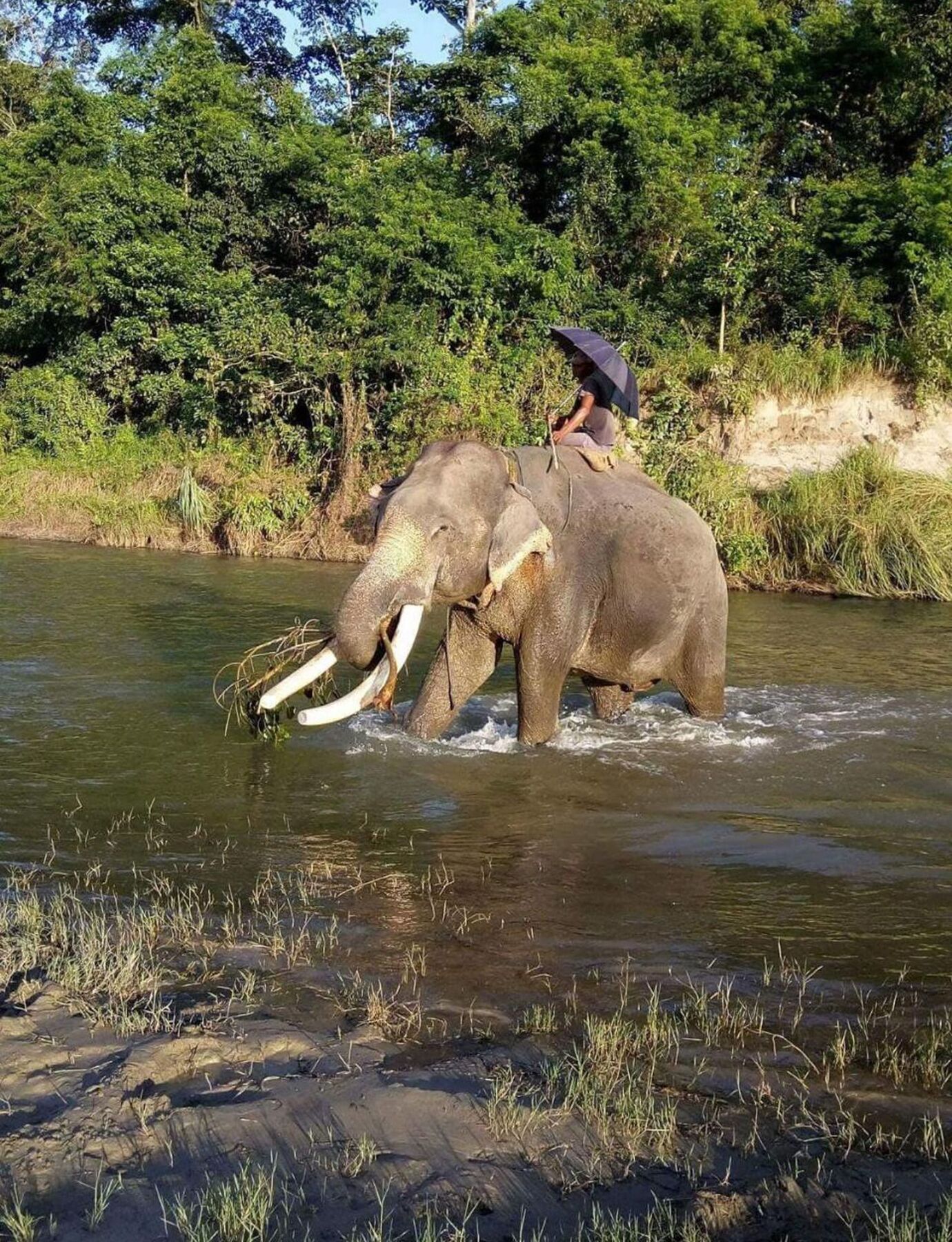 Unique Wild Resort Sauraha Esterno foto